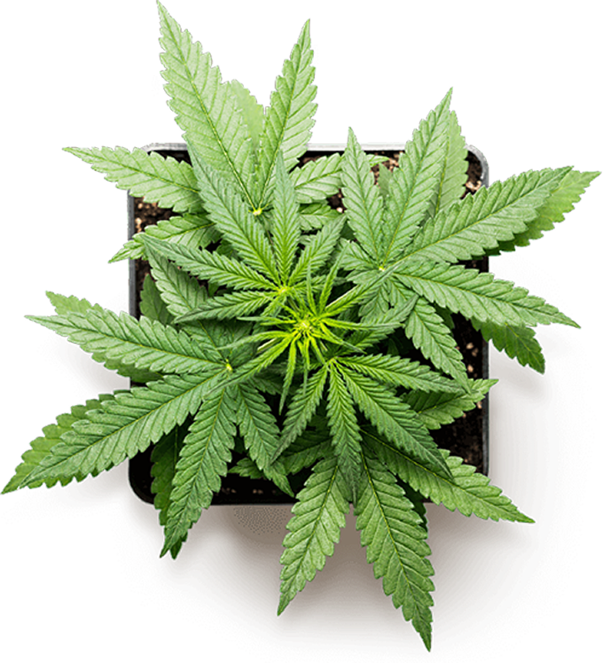 leaf image